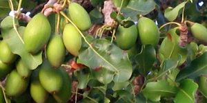 Sheabutter Sheabutter