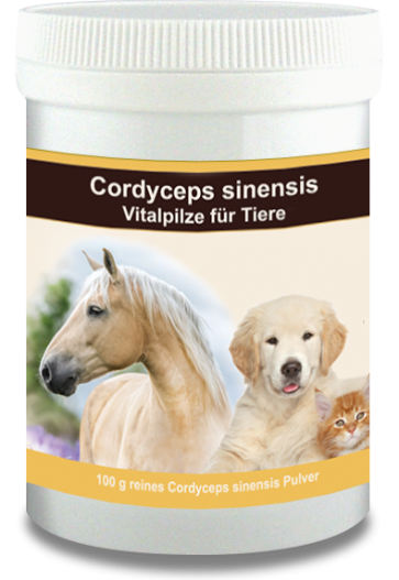 Cordyceps poeder Multinova