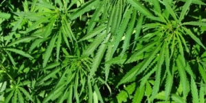 CBD gewonnen uit de hennepplant CBD uit de hennepplant